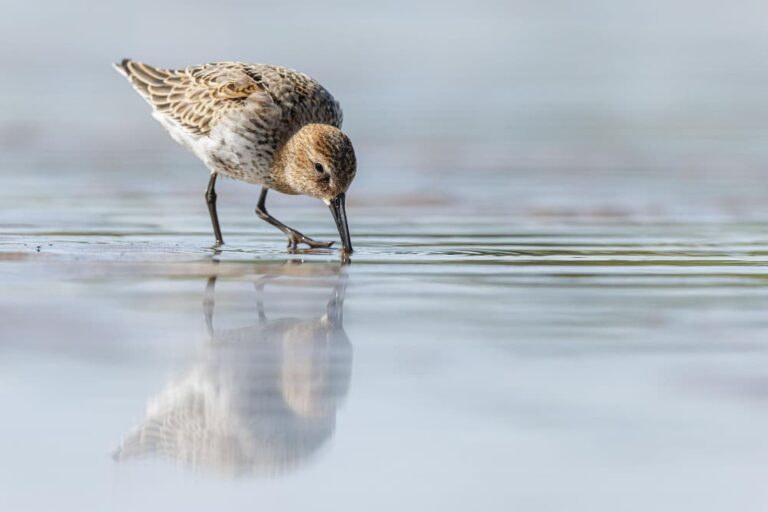 Correlimos comun calidris alpina