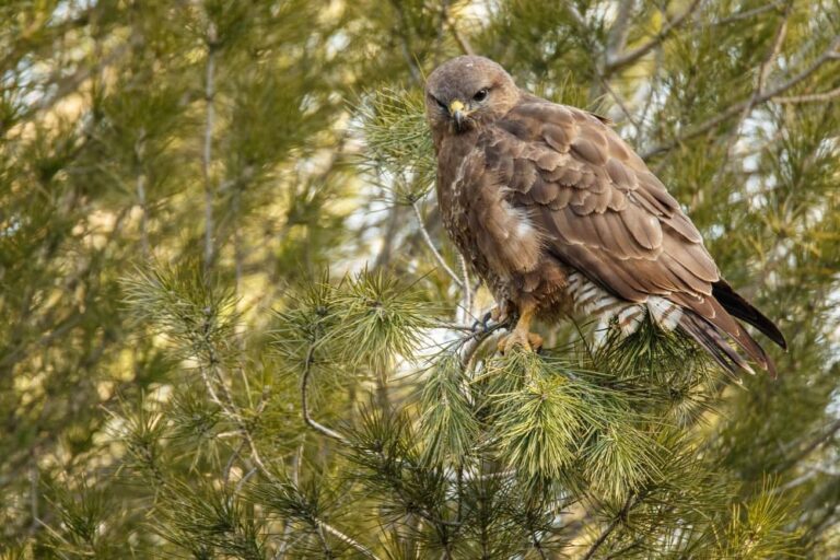 Busardo ratonero buteo buteo