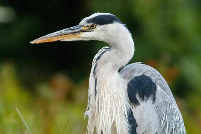 Garza real ardea cinerea