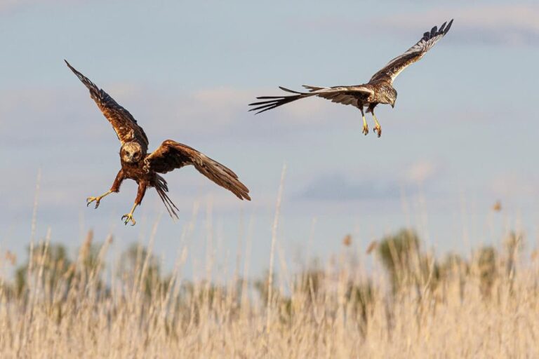 aguilucho lagunero_circus aeruginosus