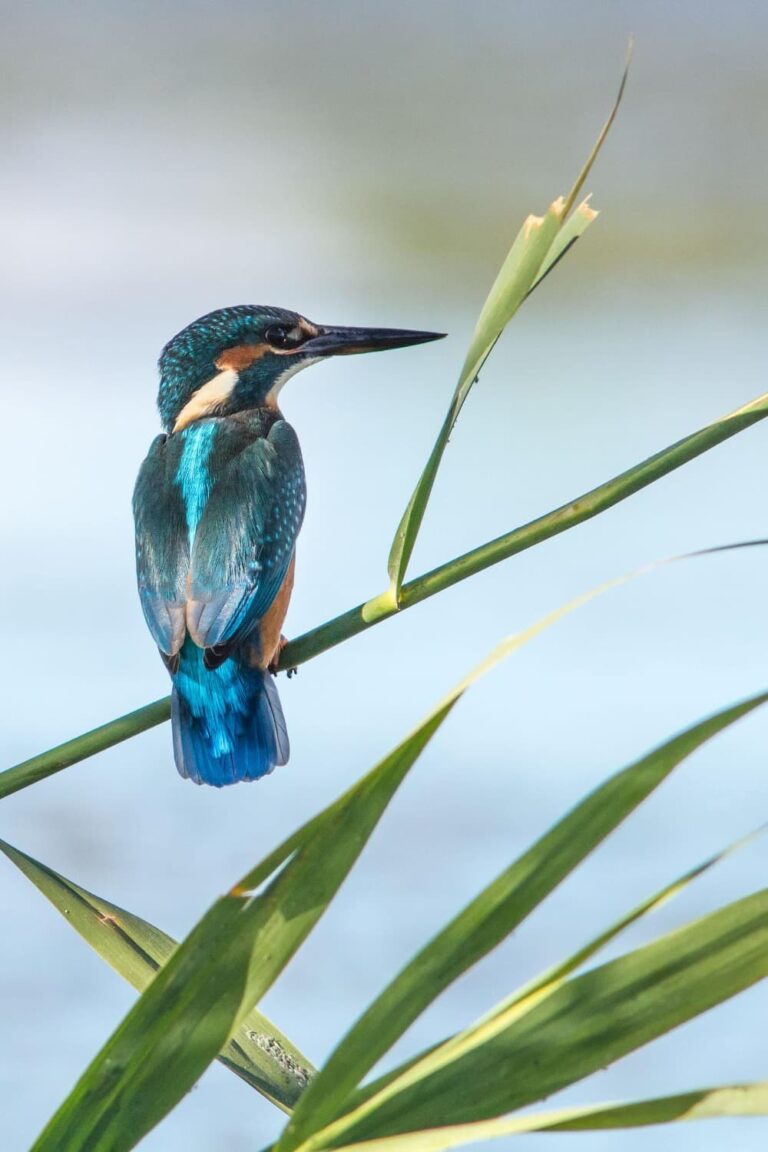 Martín pescador alcedo atthis