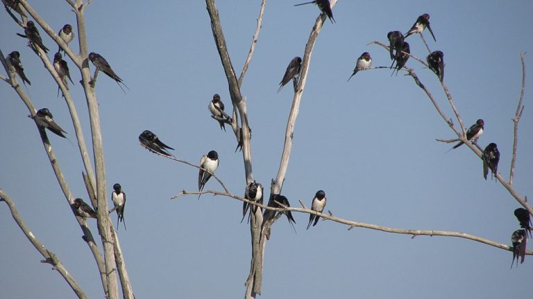 Golondrina común3